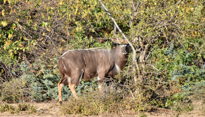  male nyala in a thicket
